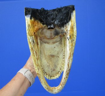 American Alligator Head from 6 foot Gator (9-7/8") - Buy this one for $27.99