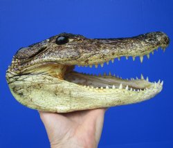 Real Alligator Head...