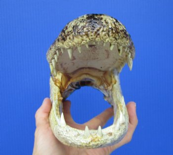 Real Alligator Head from 6 foot Gator (10") - Buy this one for $29.99