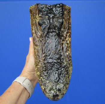Real Alligator Head from 6 foot Gator (10") - Buy this one for $29.99