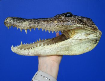 Real Alligator Head from 6 foot Gator (10") - Buy this one for $29.99