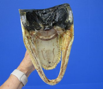 Real Alligator Head from 6 foot Gator (10") - Buy this one for $29.99
