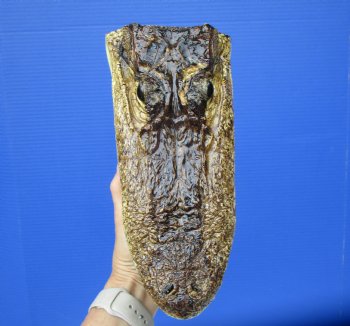  Real American Alligator Head Taxidermy (9-3/4" - Buy this one for $27.99