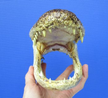  Real American Alligator Head Taxidermy (9-3/4" - Buy this one for $27.99