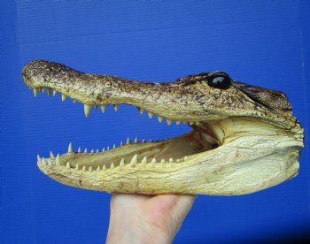  Real American Alligator Head Taxidermy (9-3/4" - Buy this one for $27.99