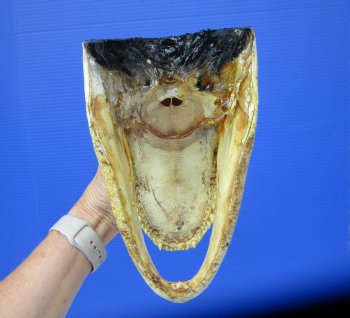  Real American Alligator Head Taxidermy (9-3/4" - Buy this one for $27.99