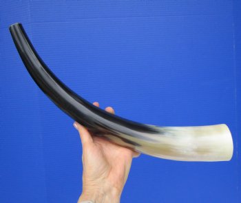 Polished Blowing Horn, Viking War Horn (18") - $19.99