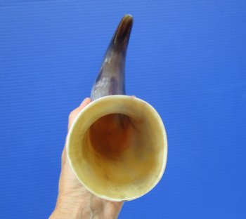 Polished Blowing Horn, Viking War Horn (17.5") - $19.99