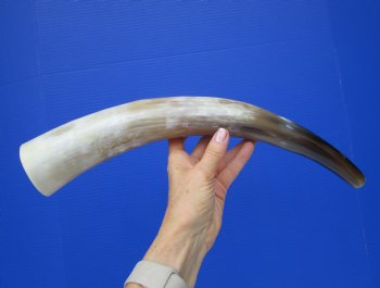 Polished Blowing Horn, Viking War Horn (17.5") - $19.99