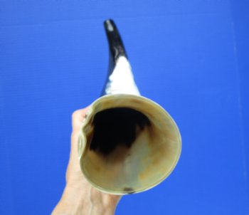 Polished Blowing Horn, Viking War Horn (15-7/8") - $19.99