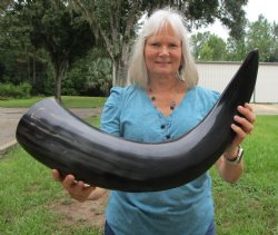 Huge Polished Buffalo Horn with a Wide Base (36.75") for $69.99