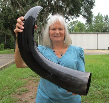 Huge Polished Buffalo Horn with a Wide Base (36.75") for $69.99