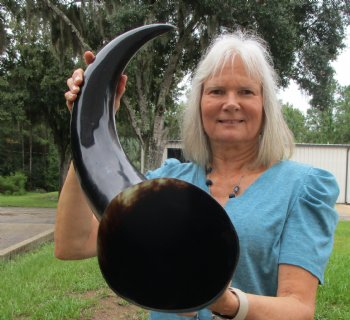Huge Polished Buffalo Horn with a Wide Base (36.75") for $69.99