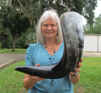 Huge Polished Buffalo Horn with a Wide Base (36.75") for $69.99