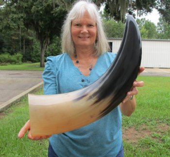 Large Polished Buffalo Horn with a Wide Base (26") for $64.99
