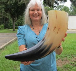 Large Polished Buff...