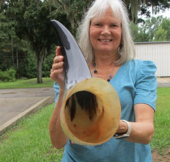 Large Polished Buffalo Horn with a Wide Base (26") for $64.99