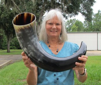 Extra Large Polished Buffalo Horn with a Wide Base (31") for $69.99