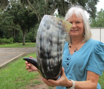 Extra Large Polished Buffalo Horn with a Wide Base (31") for $69.99