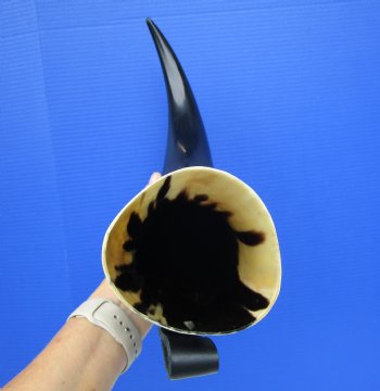 Large Hanging Drinking Horn with Leather Horn Holster (21") for 29.99