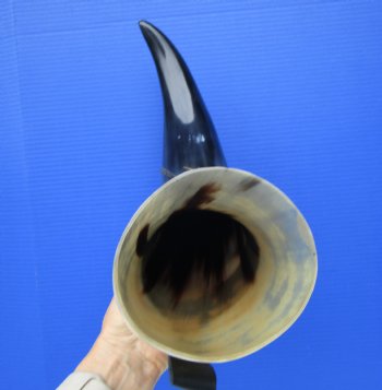 Large Hanging Drinking Horn with Leather Horn Holster (20-3/4") for 29.99