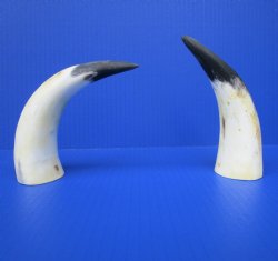 Two Sanded Cow Horns (7-3/8, 6-1/2) for $5 each