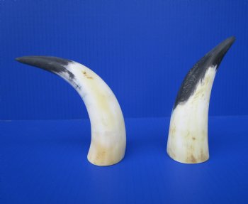 Two Sanded Cow Horns (7-3/8, 6-1/2) for $5 each