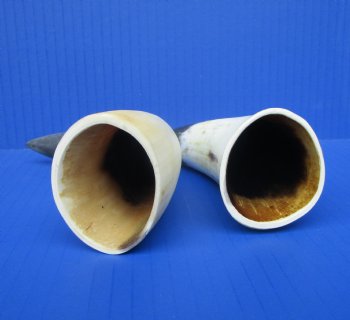 Two Sanded Cow Horns (7-3/8, 6-1/2) for $5 each