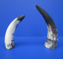 Two Sanded Cow Horn...