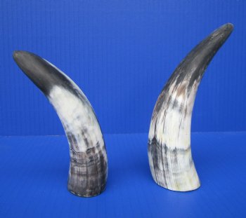 Two Sanded Cow Horns (7.50,6") for $5 each