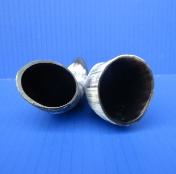 Two Sanded Cow Horns (7.50,6") for $5 each