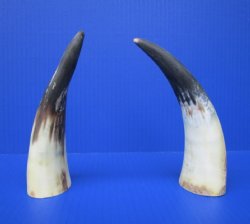 Two Sanded Cow Horn...