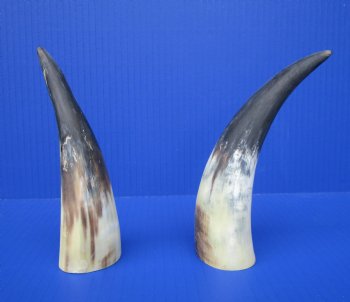 Two Sanded Cow Horns (6.25, 7.25) for $5 each