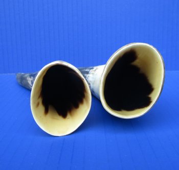Two Sanded Cow Horns (6.25, 7.25) for $5 each