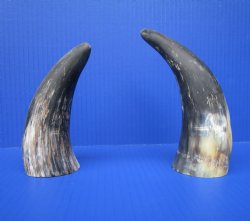 Two Sanded Cow Horn...