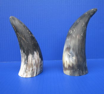 Two Sanded Cow Horns (6", 7.50") for $5 each