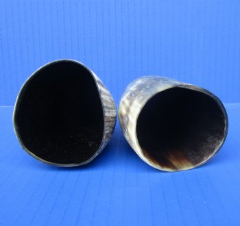 Two Sanded Cow Horns (6", 7.50") for $5 each