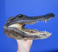 American Alligator ...