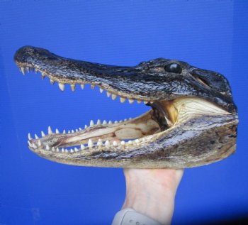 American  Alligator Head  (11 x 5.25") - Buy this for $59.99