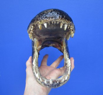 American  Alligator Head  (11 x 5.25") - Buy this for $59.99