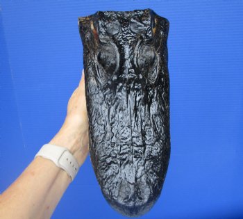 American  Alligator Head  (11 x 5.25") - Buy this for $59.99