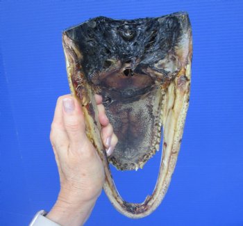 American  Alligator Head  (11 x 5.25") - Buy this for $59.99