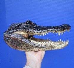 American Alligator ...