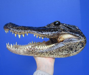 American  Alligator Head Souvenir (11.5 x 5-7/8") - Buy this for $59.99