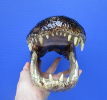 American  Alligator Head Souvenir (11.5 x 5-7/8") - Buy this for $59.99