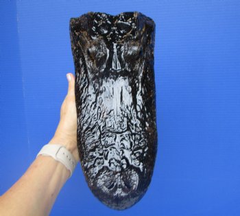 American  Alligator Head Souvenir (11.5 x 5-7/8") - Buy this for $59.99