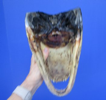 American  Alligator Head Souvenir (11.5 x 5-7/8") - Buy this for $59.99