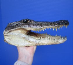 Authentic Alligator...