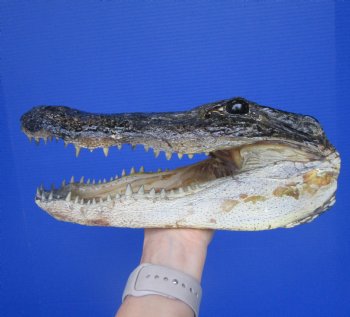 Authentic Alligator Head Souvenir (11x5.25") - Buy this for $59.99