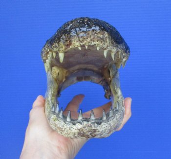 Authentic Alligator Head Souvenir (11x5.25") - Buy this for $59.99